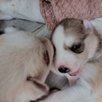 A réserver chiots husky sibérien
