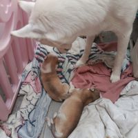 A réserver chiots husky sibérien #2