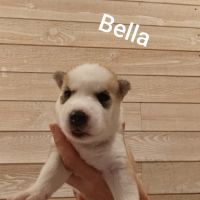 A réserver chiots husky sibérien