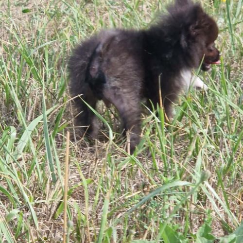 Chiot pomchi 3 mois #2