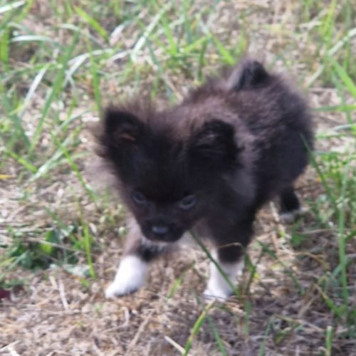 Chiot pomchi 3 mois #0