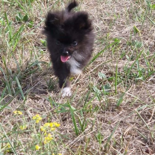 Chiot pomchi 3 mois #5