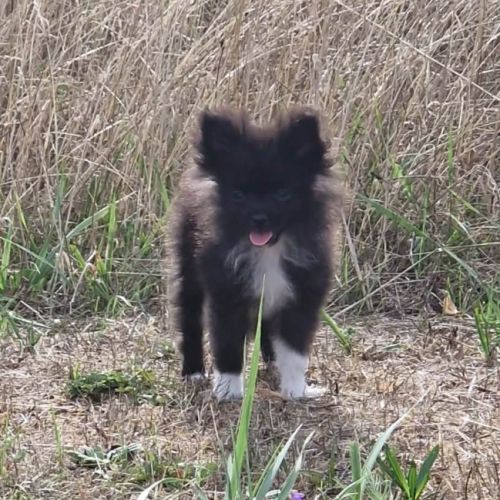 Chiot pomchi 3 mois #6