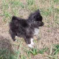 Chiot pomchi 3 mois #1