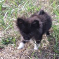 Chiot pomchi 3 mois