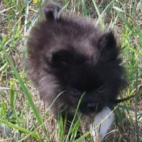 Chiot pomchi 3 mois #4