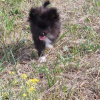 Chiot pomchi 3 mois #5