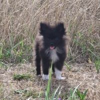 Chiot pomchi 3 mois #6