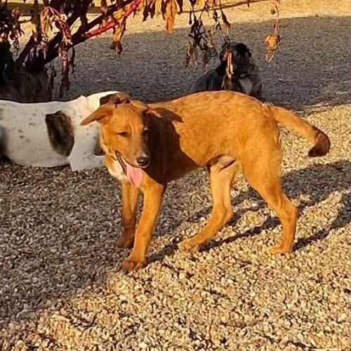 Bytchou le magnifique #4