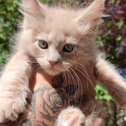 Chatons maine coon #1