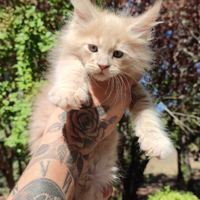 Chatons maine coon