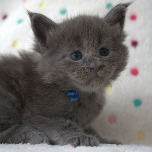 Chatons maine coon #0