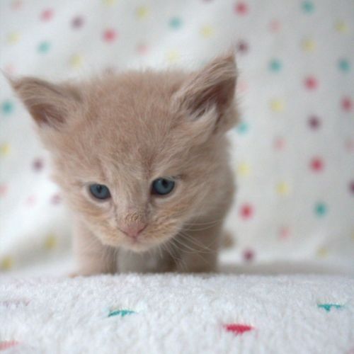 Chatons maine coon #3