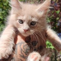 Chatons maine coon #1