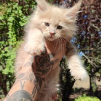 Chatons maine coon