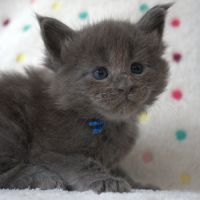 Chatons maine coon