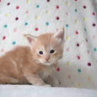 Chatons maine coon #2
