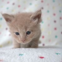 Chatons maine coon #3