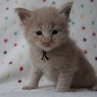 Chatons maine coon #4