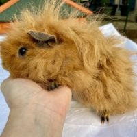 Jeune femelle lunkarya pour compagnie #1