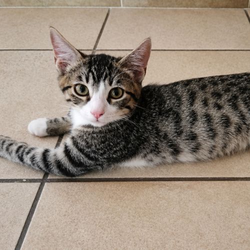 Tigo petit tigré