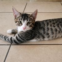 Tigo petit tigré