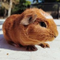 Cochon d'inde male #1