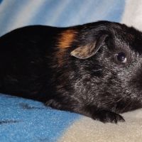 Cochon d'inde male #1