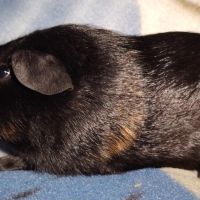 Cochon d'inde male #2