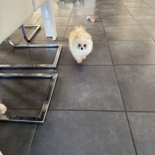 Mâle spitz nain