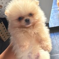 Mâle spitz nain