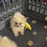 Mâle spitz nain #3