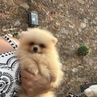 Mâle spitz nain
