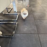 Mâle spitz nain