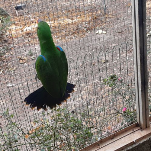 Eclectus mâle #2
