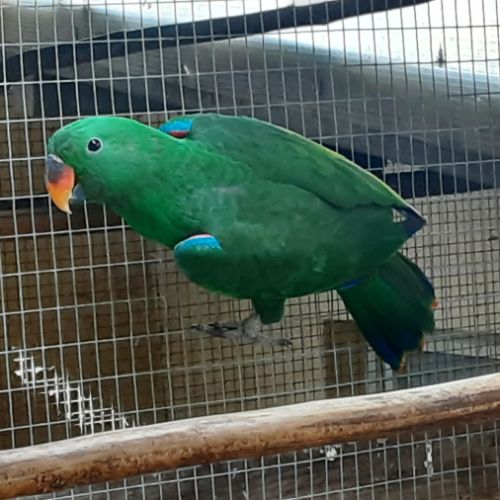 Eclectus mâle #0
