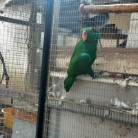 Eclectus mâle #1