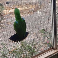 Eclectus mâle #2