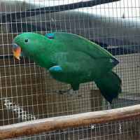 Eclectus mâle