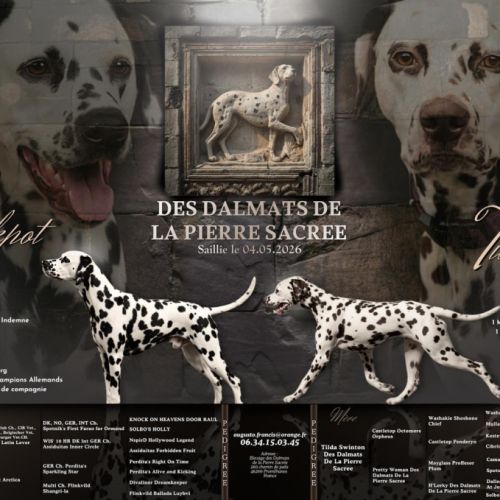 Superbe chiot dalmatiens #0