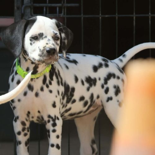 Superbe chiot dalmatiens #2