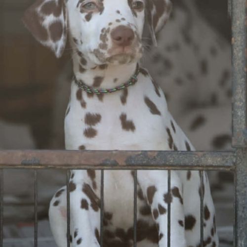 Superbe chiot dalmatiens #5