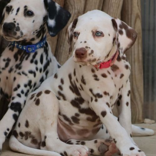 Superbe chiot dalmatiens #6