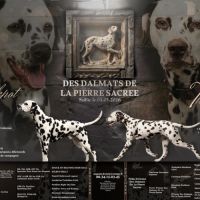 Superbe chiot dalmatiens