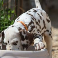 Superbe chiot dalmatiens #3