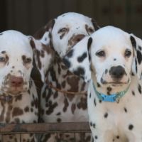 Superbe chiot dalmatiens #4