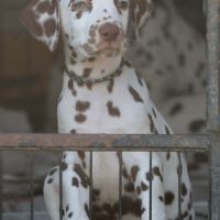 Superbe chiot dalmatiens #5