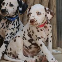 Superbe chiot dalmatiens #6