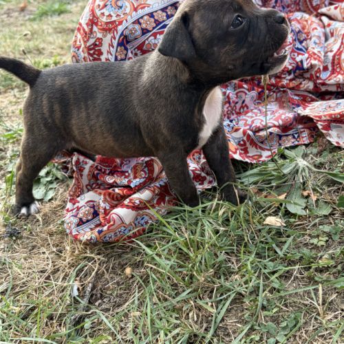 Magnifique chiot mâle staffordshire bul terrier #1