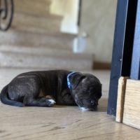 Magnifique chiot mâle staffordshire bul terrier